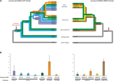 SNARE Complexity in Arbuscular Mycorrhizal Symbiosis